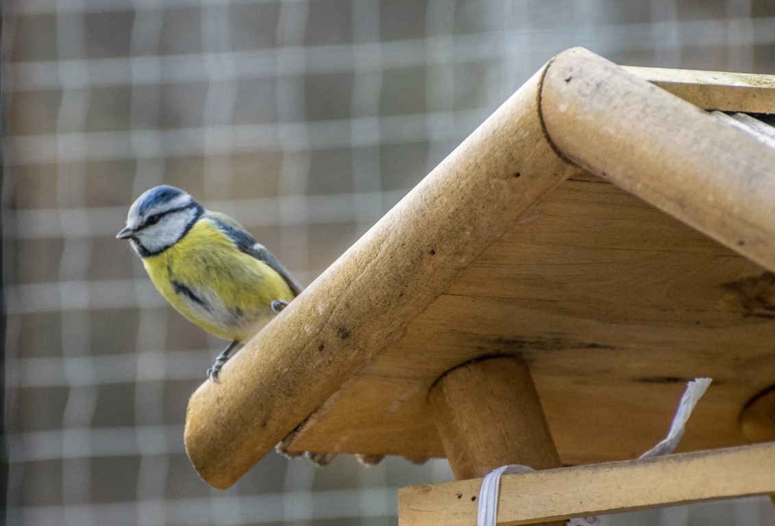 Alle Vögel sind schon da