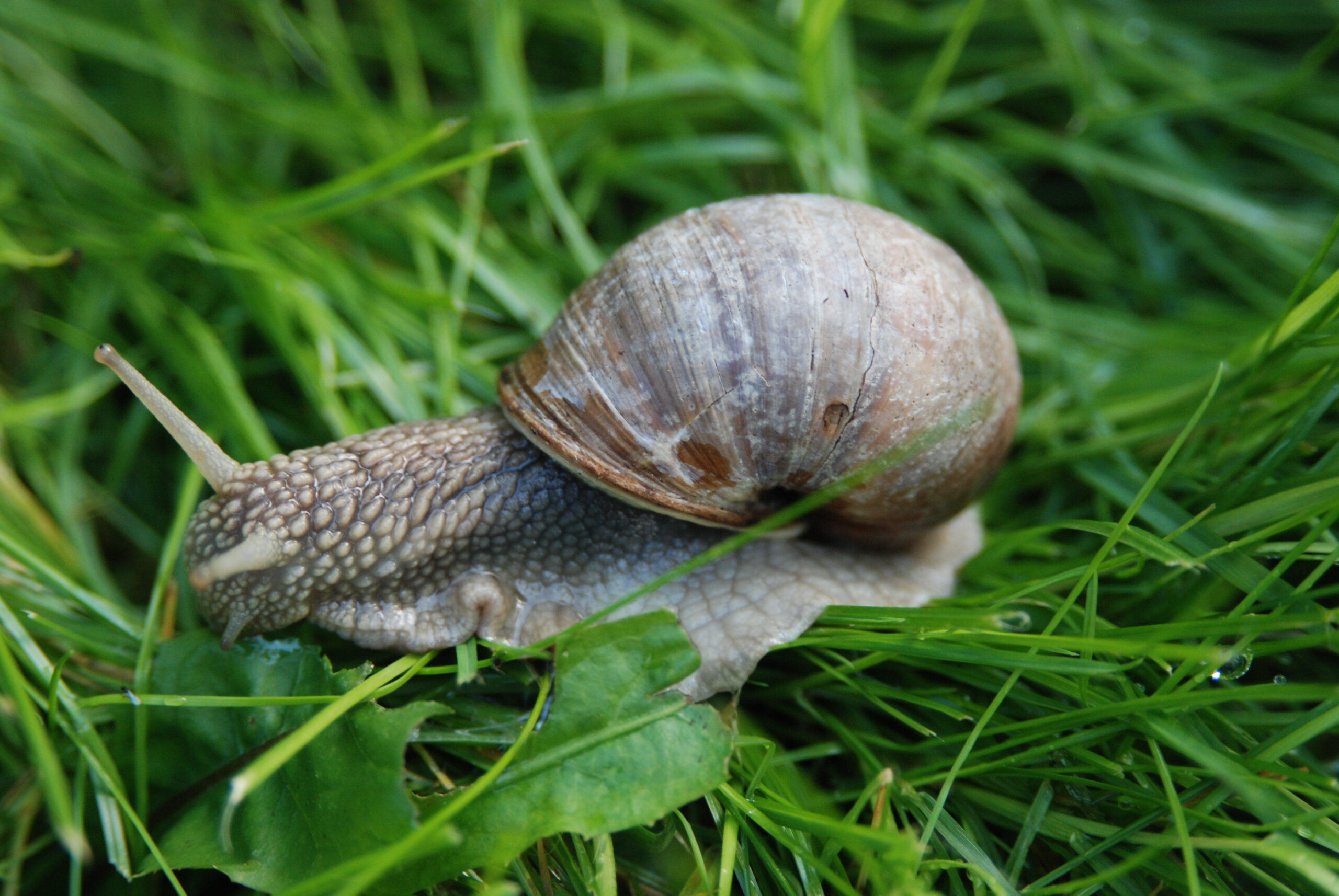 Schnecke