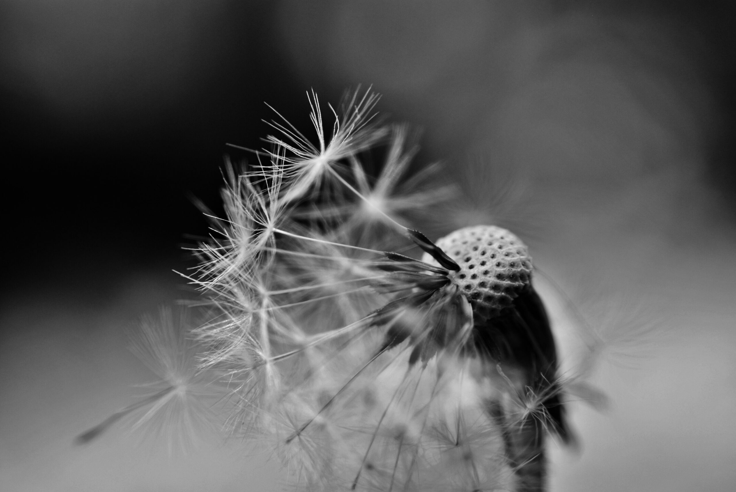 Pusteblume